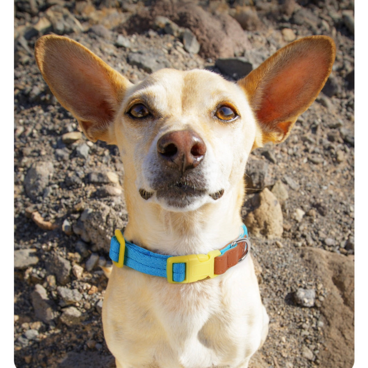 Colorful Premium Collar with Leash Set